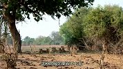 狮群吃饱正在睡觉，不料鬣狗突然搞偷袭，母狮为保护猎物身受重伤