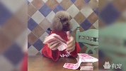 土豪狗原来是这么数钱的！