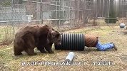 淘气饲养员跟棕熊躲猫猫，可把熊急坏了，看完差点笑出眼泪
