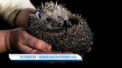 【宠物星球】无力抵抗啊！超爱旅游的迷你刺猬Biddy