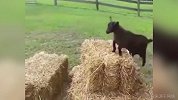 恶搞！“The Goat”梅老板意外跌落欧冠神坛 渣叔鬼畜狂笑