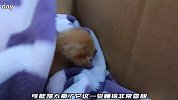 一只迷了路的小奶猫，无助的呼喊妈妈，却始终得不到回应