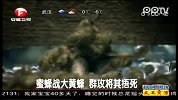 蜜蜂大战大黄蜂  围攻将其捂死