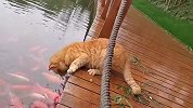 猫咪抓鱼名场面，你觉得哪只最厉害？