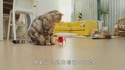 家里遭外星人入侵，猫咪们的反应太逗了，看完忍住别笑