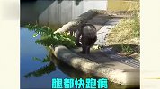 猩猩离谱行为大赏，你们这是要成精了？