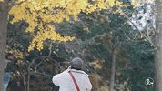 二更视频-20161219-魔都醉美落叶季，错过这只视频你又得等上一整年