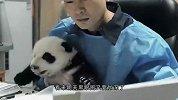 熊猫饲养员这样炫耀工作，遛着一群熊团子，网友-简直是在拉仇恨