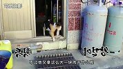 小猫凭本事骗吃骗喝，不仅养活了全家，还找到新家，社交能力十足