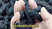 海参为什么越小越贵？探寻小海参的珍贵之处