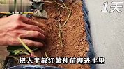 用塑料桶在阳台种植红薯，不仅占地面积小，还能收获几十斤红薯！