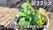 用西兰花的茎还能种出西兰花