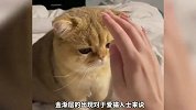 《这两只可爱的猫咪》你更喜欢哪个？