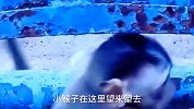 可怜的小猴子被卡在铁柱下，让它后腿动弹不得