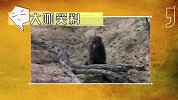 大咖笑料-20160911- 爆笑!美女喝醉酒 一秒变蛇精