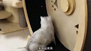 养猪就养猪，还涂颜色