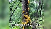 夫妻登山偶遇野生蘑菇群，衣服当袋子用疯狂采摘，直呼：发财了！