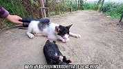 原以为只是普通的流浪猫，当小哥看到它身下时，忍不住流下了泪水