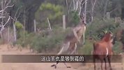 袋鼠被人类一拳打懵之后，伤心欲绝正想撒气，正好遇到撞枪口的！