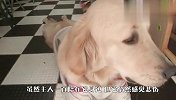 狗“妈妈”去世后，金毛变得行为怪异，太让人心疼了