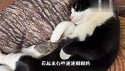 老鼠趁猫睡觉搞偷袭，不料猫突然醒来，下一秒意外发生