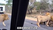 四头雄狮狩猎水牛，水牛为掩护同伴挺身而出，吓得雄狮连连后退