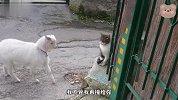 山羊为了嘚瑟，当着猫咪面用头撞石头，结果猫咪丝毫不感兴趣