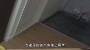 小狗为了追求爱情！在家各个角落做标记，女主人都崩溃了