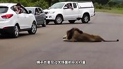狮子夫妇趴在路中间，突然起身朝人怒吼，这是怎么了？