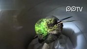 户外猎奇-20120229-搞笑动物！一只打呼噜的蜂鸟