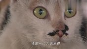 流浪猫躲在车底数月不出来，得知原因后，瞬间泪崩了