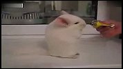 [搞笑]非常可爱的小白鼠慢慢引诱着它过来