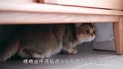 胆小猫咪害怕打雷，吓得躲着不肯出来，场面笑爆了