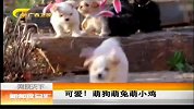 新闻夜总汇-20120415-可爱！萌狗萌兔萌小鸡