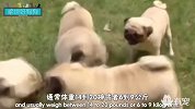 这样丑萌的巴哥犬，请给我来一打