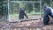 动物们照镜子会有什么反应，野外大猩猩看到后，反应直接亮了