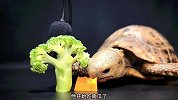 不可思议，乌龟竟然喜欢吃这个