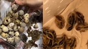 女子买回一盒鹌鹑蛋忘了吃 想起来时去厨房一看发现意外惊喜