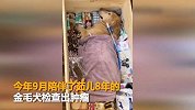 爱犬患肿瘤花10万治疗仍去世 23岁女孩花38万克隆它