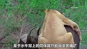 狮群偷袭落单野牛，双方上演激烈的攻防大战，野牛能否逆天翻盘