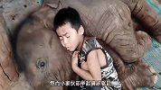 小象为了不午休使出大招，连小主人都气到直跺脚