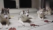 哈士奇：啥时候能吃啊？口水都快忍不住了