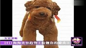 爱宠一刻-2011狗狗美容趋势-扮靓你的爱犬