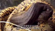 巨蟒吞食猎物时，还会挤压肚子刺激猎物？真相太瘆人了
