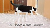 地上摆满塑料杯，猫咪会怎么过去？网友：心疼你1秒