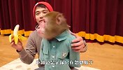 主人忽悠猴子吃香蕉，发现是假的后，猴子举动笑翻了