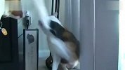 猫咪会武术 狗都挡不住（搞笑自拍）