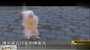 擅长直立行走的博美犬