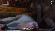 贪玩的小猴子被电到蹦迪，猴群都跑过来看热闹，结果却令猴群诧异