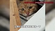 真“猫眼”监控！猫咪被困墙体近20天终获救，主人：希望能给它长个记性